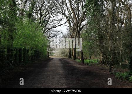 A dark and shadowy wide footpath with trees on either side. Early spring view of woodland in Gosport, Hampshire, Southern England. Stock Photo