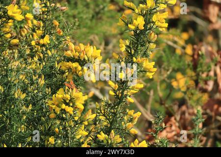 british wild flowers in relation to ‥ British Wild Flowers Print | Illustrated Giclée Print