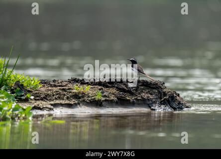 A small white-browed wagtail bird perched on a ledge over a lake Stock Photo