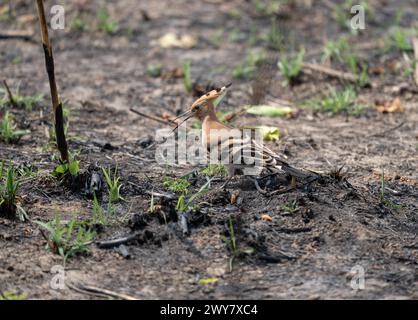 A closeup shot of a Eurasian hoopoe bird perched on muddy land Stock Photo