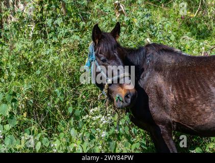 A very thin brown horse with a traditional indigenous halter is grazing by lush green bushes in Mexico, with its head raised and ears perked up. Stock Photo