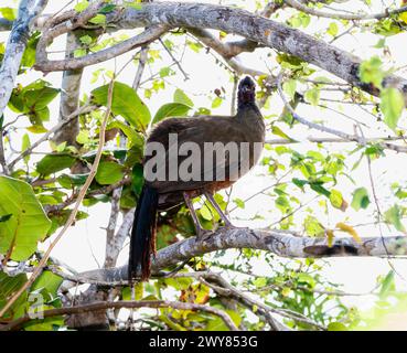 A rufous bellied chachalaca, Ortalis wagleri, perched on a tree branch in Mexico. The bird is standing still, looking around its surroundings Stock Photo