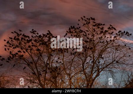 Middletown, New York - Crows gather in tree branches at sunset on Nov. 12, 2016. Stock Photo