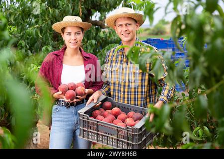 Man and woman posing with ripe peaches in hands in orchard Stock Photo