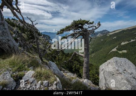 Pollino national park, Pinus heldreichii, italy Stock Photo