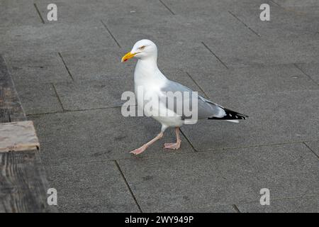 Seagull, Harbour, Folkestone, Kent, Great Britain Stock Photo