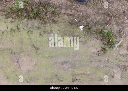 Mud and grass ground texture suitable for reference Stock Photo