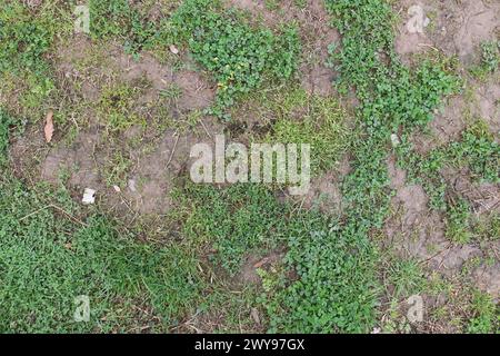 Mud and grass ground texture suitable for reference Stock Photo