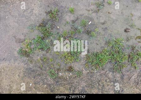 Mud and grass ground texture suitable for reference Stock Photo