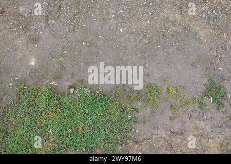 Mud and grass ground texture suitable for reference Stock Photo