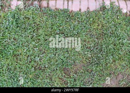 Mud and grass ground texture suitable for reference Stock Photo