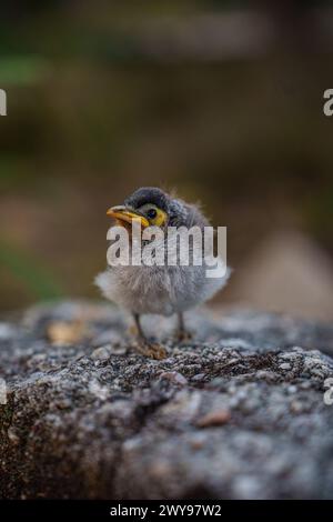 A young noisy miner chick stands alone on rough stone ground, its fluffy feathers and wide yellow gape capturing a tender moment of growth. Stock Photo