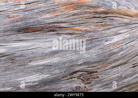 Weathered wood surface with detailed grain and rustic charm. Stock Photo