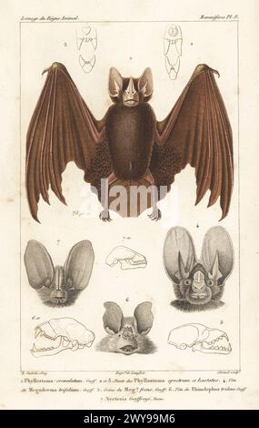 Striped hairy-nosed bat, Gardnerycteris crenulata 1, heads of lesser false vampire bat, Megaderma spasma 4, trident bat, Asellia tridens 6, Egyptian slit-faced bat, Nycteris thebaica 7, and skull of African Yellow-winged bat, Lavia frons 5. Handcoloured stipple copperplate engraving by Eugene Giraud after an illustration by Felix-Edouard Guérin-Méneville from Guérin-Méneville’s Iconographie du règne animal de George Cuvier, Iconography of the Animal Kingdom by George Cuvier, J. B. Bailliere, Paris, 1829-1844. Stock Photo