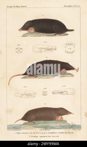 European mole, Talpa europaea 1, star-nosed mole, Condylura cristata 2, and eastern mole, Scalopus aquaticus 3. Handcoloured stipple copperplate engraving by Eugene Giraud after an illustration by Felix-Edouard Guérin-Méneville and  Jean-Gabriel Pretre from Guérin-Méneville’s Iconographie du règne animal de George Cuvier, Iconography of the Animal Kingdom by George Cuvier, J. B. Bailliere, Paris, 1829-1844. Stock Photo
