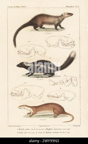 Striped Skunk (Mephitis mephitis) Mammalia Stock Photo - Alamy