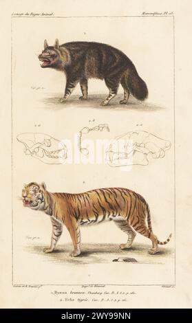Brown hyena or strandwolf, Parahyaena brunnea 1, and endangered tiger, Panthera tigris 2. Handcoloured stipple copperplate engraving by Eugene Giraud after an illustration by Felix-Edouard Guérin-Méneville and Jean-Gabriel Pretre from Guérin-Méneville’s Iconographie du règne animal de George Cuvier, Iconography of the Animal Kingdom by George Cuvier, J. B. Bailliere, Paris, 1829-1844. Stock Photo