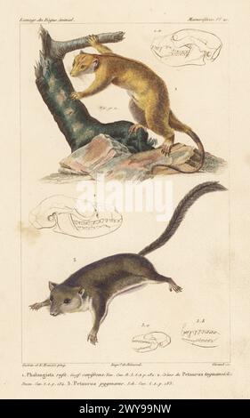 Feathertail glider (Acrobates pygmaeus Stock Photo - Alamy