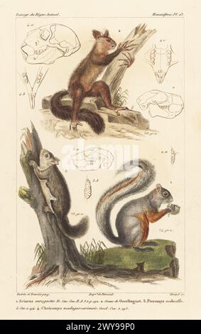 Mexican gray squirrel, Sciurus aureogaster 1, skull of Ingram's squirrel, Sciurus ingrami 2, southern flying squirrel or assapan, Glaucomys volans 3, and aye-aye, Daubentonia madagascariensis 4. Handcoloured stipple copperplate engraving by Eugene Giraud after an illustration by Felix-Edouard Guérin-Méneville and Édouard Traviès from Guérin-Méneville’s Iconographie du règne animal de George Cuvier, Iconography of the Animal Kingdom by George Cuvier, J. B. Bailliere, Paris, 1829-1844. Stock Photo