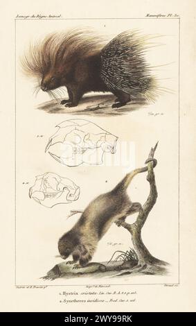 African crested porcupine, Hystrix cristata 1, and Bahia porcupine, Coendou insidiosus 2. Handcoloured stipple copperplate engraving by Eugene Giraud after an illustration by Felix-Edouard Guérin-Méneville and Édouard Traviès from Guérin-Méneville’s Iconographie du règne animal de George Cuvier, Iconography of the Animal Kingdom by George Cuvier, J. B. Bailliere, Paris, 1829-1844. Stock Photo