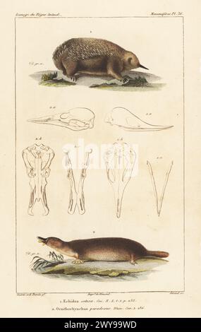 Echidna or spiny anteater, Tachyglossus aculeatus 1, and duck-billed platypus, Ornithorhynchus anatinus 2. Handcoloured stipple copperplate engraving by Eugene Giraud after an illustration by Felix-Edouard Guérin-Méneville and Édouard Traviès from Guérin-Méneville’s Iconographie du règne animal de George Cuvier, Iconography of the Animal Kingdom by George Cuvier, J. B. Bailliere, Paris, 1829-1844. Stock Photo