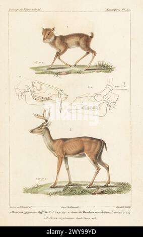 Royal antelope, Neotragus pygmaeus 1, Siberian musk deer, Moschus moschiferus 2, and white-tailed deer, Odocoileus virginianus 3. Handcoloured stipple copperplate engraving by Eugene Giraud after an illustration by Felix-Edouard Guérin-Méneville and Édouard Traviès from Guérin-Méneville’s Iconographie du règne animal de George Cuvier, Iconography of the Animal Kingdom by George Cuvier, J. B. Bailliere, Paris, 1829-1844. Stock Photo