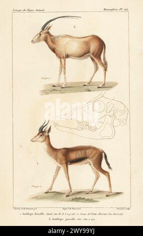 Antique offers Original from 1779 Mansard after J. de Seve - PASAN GAZELLE - Mammal - 4to engraving