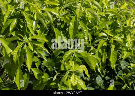 Vibrant canopy of green leaves, with sunlight filtering through, highlighting textures and shades. Stock Photo