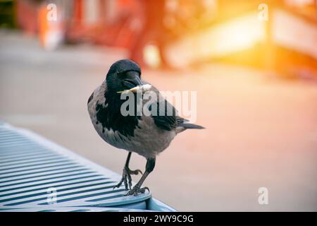 Crow eating fish. Crow with fish in mouth. Stock Photo