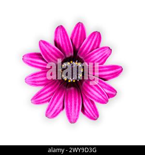Isolated photo of a blooming purple daisy flower on a white background. Stock Photo