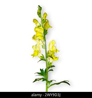 Isolated photo of a blooming yellow Snapdragon on a white background. Stock Photo