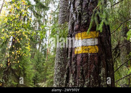 Yellow white striped sign in painted on pine tree bark. Hiking route mark Stock Photo