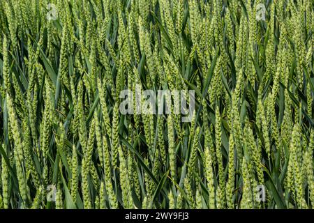 Green wheat field. Green background with wheat. Young green wheat seedlings growing on a field. Agricultural field on which grow immature young cereal Stock Photo