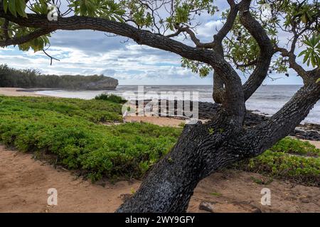 A lone kukui tree stands along Shipwreck beach and the Pacific Ocean in Koloa, Hawaii, on the island of Kauai. Stock Photo