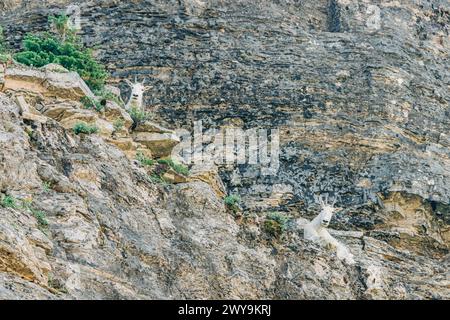 Two mountain goats sitting on rocky cliffs in Glacier National Park Stock Photo