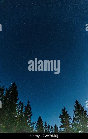 Night sky with stars over forest trees below Stock Photo