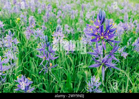 Macro shot of blue camas flowers at Packer Meadows in Lolo, Montana Stock Photo