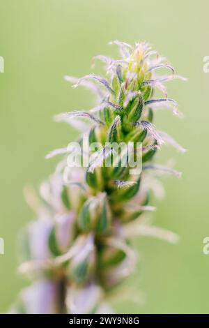 Macro shot of purple lupine wildflower stalk Stock Photo