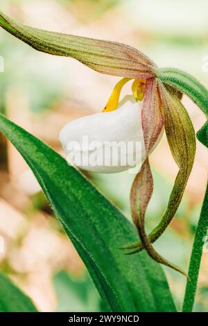 Macro shot of white lady slipper wild orchid in springtime Stock Photo