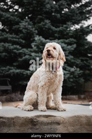 Portrait of a cute cockapoo dog sitting on a rock outdoors. Stock Photo