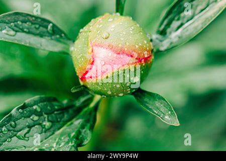 Pink peony bud with green foliage and rain drops Stock Photo