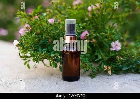 Essential oil in glass bottle near pink roses and green leaves. Herbal essence. Alternative healthy medicine. Skin care Stock Photo