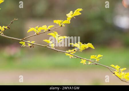 Close Up Young Branches Of A Ulmus Parvifolia Tree At Amsterdam The Netherlands 4-4-2024 Stock Photo