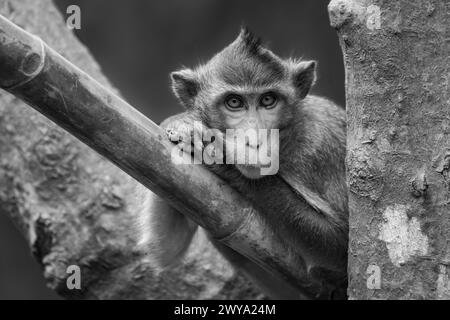 Mono long-tailed macaque leaning head on paws Stock Photo