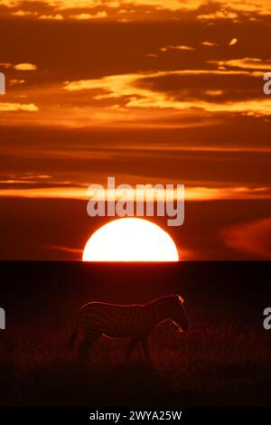 Plains zebra crosses savannah silhouetted at sunset Stock Photo