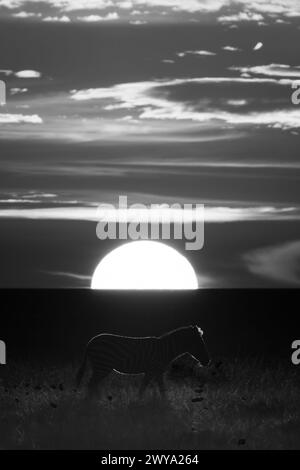 Mono plains zebra crosses savannah at sunset Stock Photo