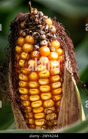 A vertical closeup shot of details on a drying corn on the cob Stock Photo