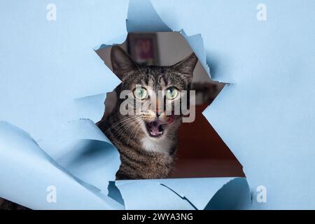 Curious cat peeks through paper hole, making eye contact with camerav Stock Photo