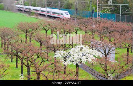 Eschede, Germany. 05th Apr, 2024. An ICE train passes the Eschede train crash memorial. Of the 101 cherry trees planted to commemorate the 101 victims of the ICE train crash in June 1998, exactly one tree is in full bloom these days. Credit: Julian Stratenschulte/dpa/Alamy Live News Stock Photo