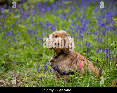 Sable-coloured English Show Cocker Spaniel in English Bluebell wood. Stock Photo